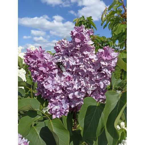 Flieder (ohne) Ottawa 'Helen' P9/C1