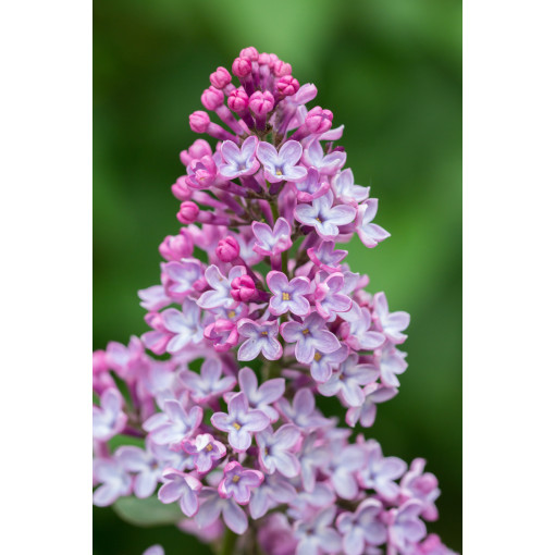 Flieder (ohne) Ottawa 'Helen' P9/C1