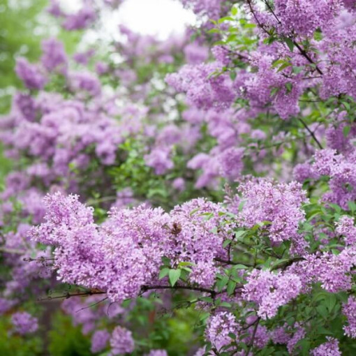 Flieder (ohne) Miss Kim P9, 2L