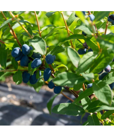 Kamtschatka-Blaubeere 'Lori' P9/C1