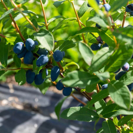 Kamtschatka-Blaubeere 'Lori' P9/C1