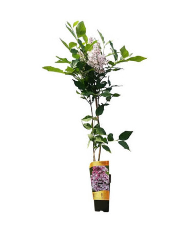 Flieder (ohne) Miss Kim P9, 2L