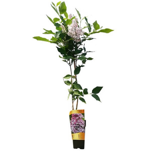 Flieder (ohne) Miss Kim P9, 2L