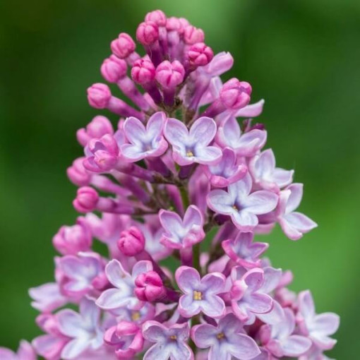 Flieder (ohne) 'Miss Kim' P9/C1