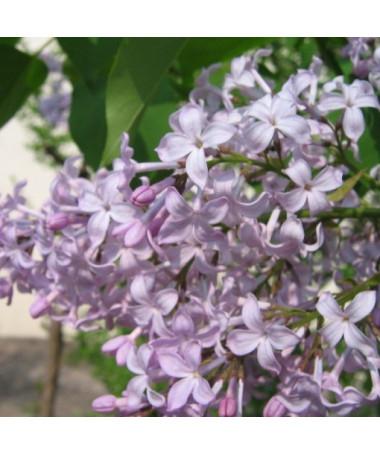 Flieder (Syringa) 'Nocturne' Topf, 2L