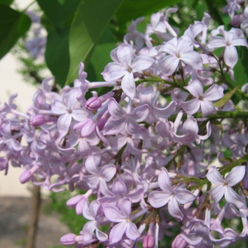 Flieder (Syringa) 'Nocturne' Topf, 2L