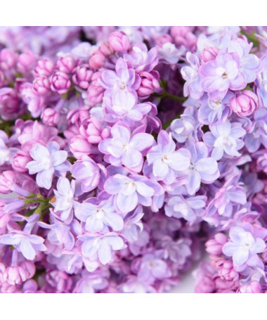 Flieder (Syringa) 'Nocturne' Topf, 2L