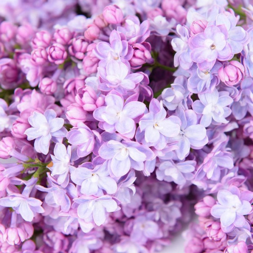 Flieder (Syringa) 'Nocturne' Topf, 2L