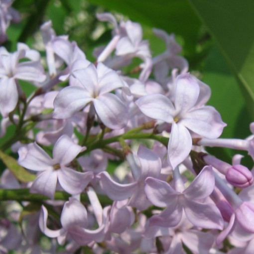 Flieder (Syringa) 'Nocturne' Topf, 2L