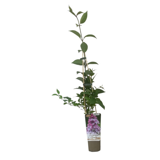 Flieder (ohne) 'Nocturne' P9/C1