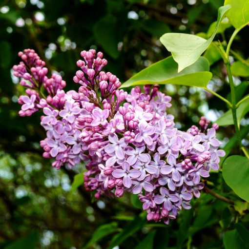 Flieder (ohne) 'Minuet' P9/C1