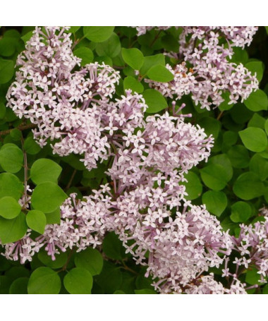 Flieder (Syringa) Meyer 'Palibin' Topf, 2L