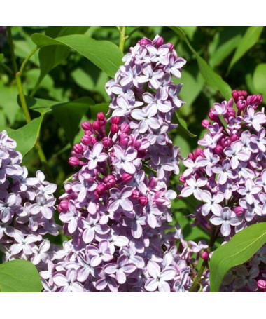 Flieder (Syringa) Meyer 'Palibin' P9/C1