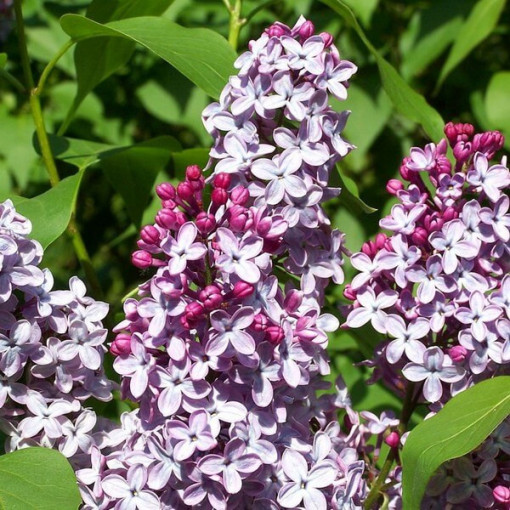 Flieder (Syringa) Meyer 'Palibin' P9/C1