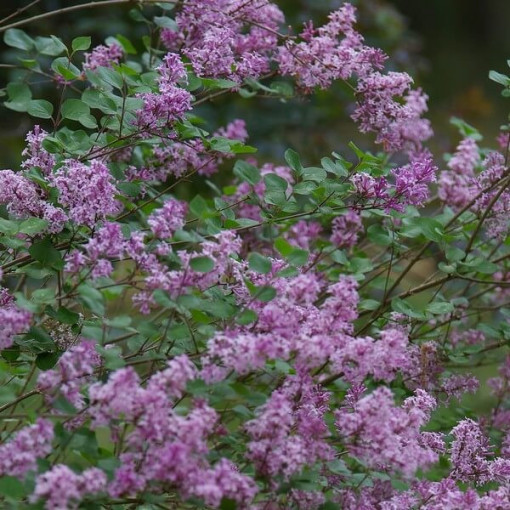 Flieder (Syringa) Meyer 'Palibin' P9/C1