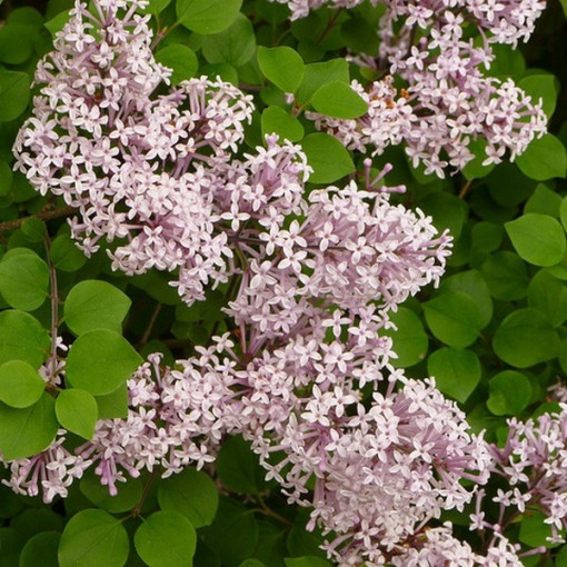 Flieder (Syringa) Meyer 'Palibin' P9/C1