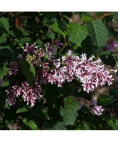 Flieder (Syringa) Josika, Topf, 2L