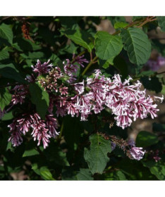 Flieder (Syringa) Josika, Topf, 2L