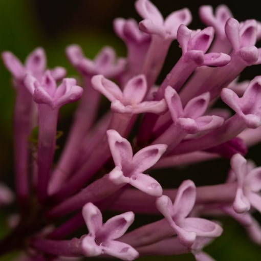Flieder (Syringa) Josika, Topf, 2L