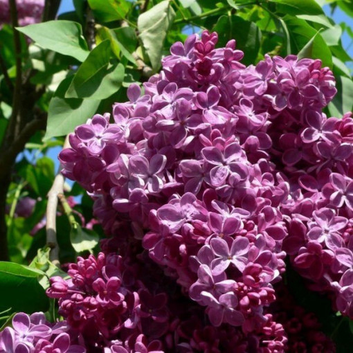 Chinesischer Flieder (Syringa) 'Saugeana', Topf, 2L