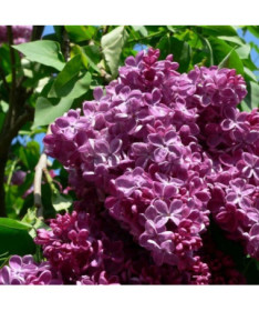 Chinesischer Flieder (Syringa) 'Saugeana', Topf, 2L