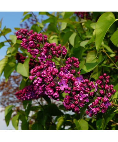 Chinesischer Flieder (Syringa) 'Saugeana', Topf, 2L