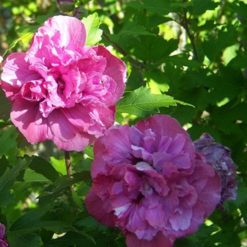 Syrische Hibiskus (Hibiscus) 'Sanchonyo' Topf, 2l