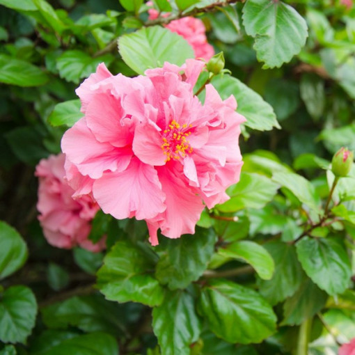 Syrische Hibiskus (Hibiscus) 'Sanchonyo' Topf, 2l