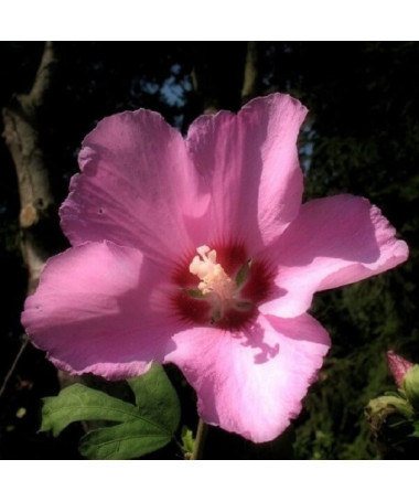 Syrianischer Hibiskus (Hibiskus) 'Russian Violet' P9/C1