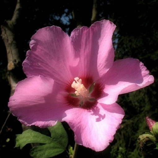 Syrianischer Hibiskus (Hibiskus) 'Russian Violet' P9/C1
