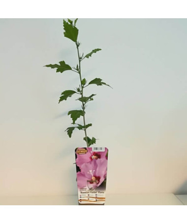 Syrianischer Hibiskus (Hibiskus) 'Russian Violet' P9/C1