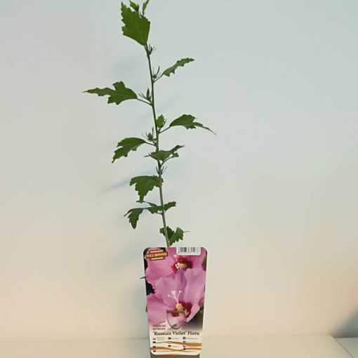 Syrianischer Hibiskus (Hibiskus) 'Russian Violet' P9/C1