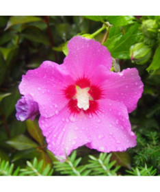 Syrische Hibiskus (Hibiskus) 'Pink Giant' P9/C1