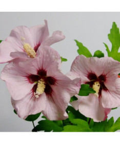 Syrische Hibiskus (Hibiskus) 'Mathilde' Topf, 2L