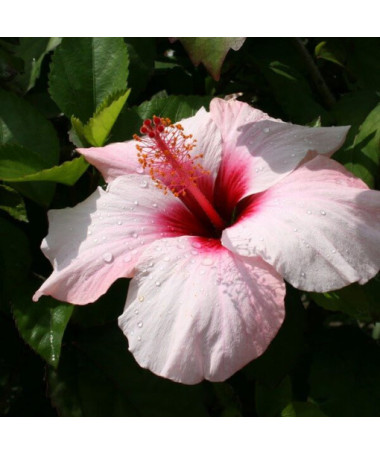 Syrische Hibiskus (Hibiskus) 'Mathilde' P9/C1