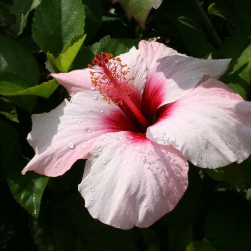 Syrische Hibiskus (Hibiskus) 'Mathilde' P9/C1