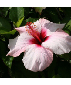 Syrische Hibiskus (Hibiskus) 'Mathilde' P9/C1