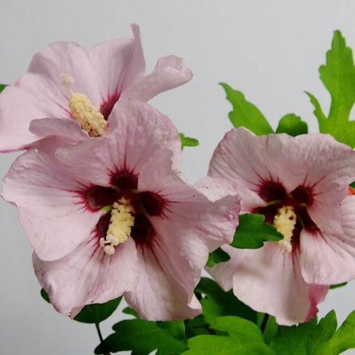 Syrische Hibiskus (Hibiskus) 'Mathilde' P9/C1
