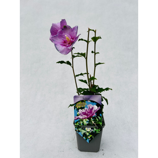 Syrischer Hibiskus (Hibiscus) Ardens P9/C1