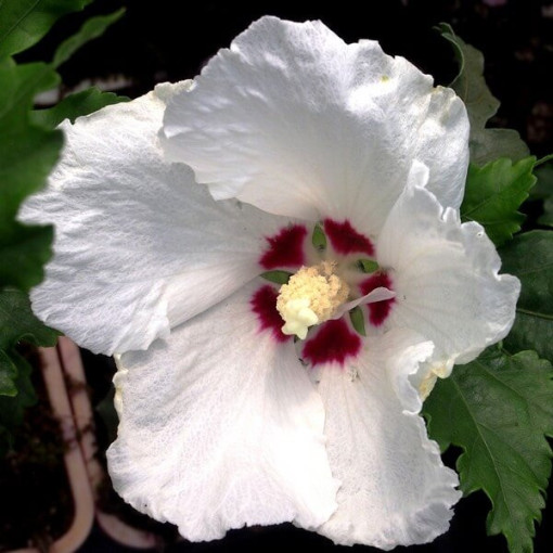 Syrische Hibiskus (Hibiskus) 'Red Heart' Topf, 2l