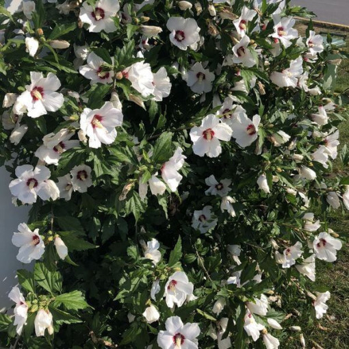 Syrische Hibiskus (Hibiskus) 'Red Heart' P9/C1