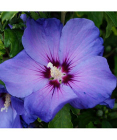 Syrischer Hibiskus (Hibiscus) 'Oiseau Bleu' Var., 'Blue Bird' im Topf, 2l