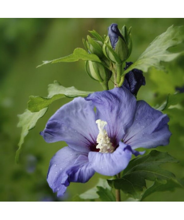 Syrischer Hibiskus (Hibiscus) 'Oiseau Bleu' Var., 'Blue Bird' im Topf, 2l
