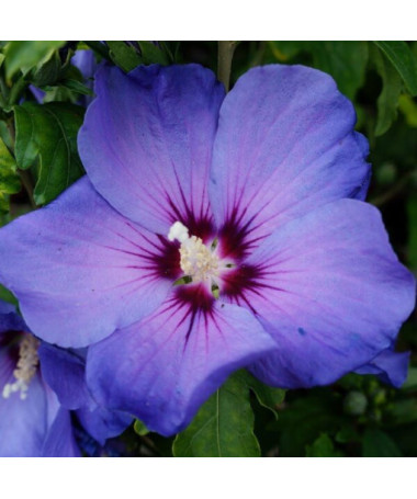 Syrischer Hibiskus (Hibiscus) 'Oiseau Bleu' Var., 'Blue Bird' P9/C1