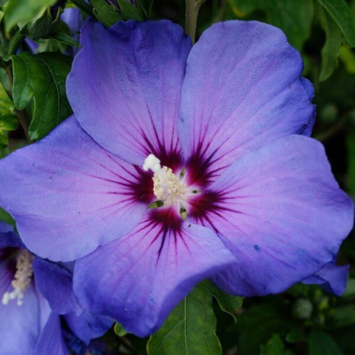 Syrischer Hibiskus (Hibiscus) 'Oiseau Bleu' Var., 'Blue Bird' P9/C1