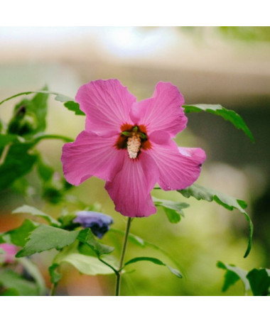 Syrischer Hibiskus (Hibiscus) 'Maike' einzeln, 2L