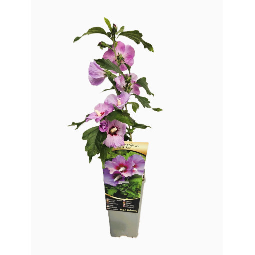 Syrischer Hibiskus (Hibiscus) 'Maike' einzeln, 2L