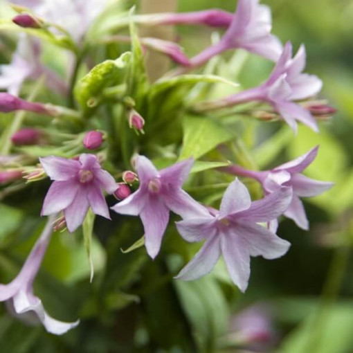 Stefans Jasmin P9/C1