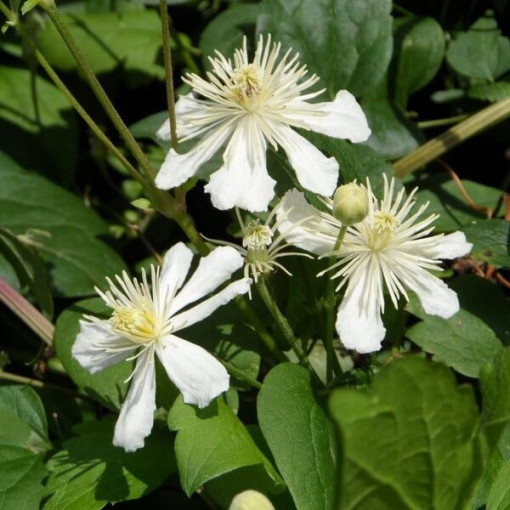 Set aus 5 Stück - Clematis in 2L Töpfen