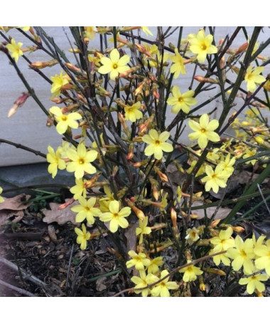 Winter-Jasmin P9/C1